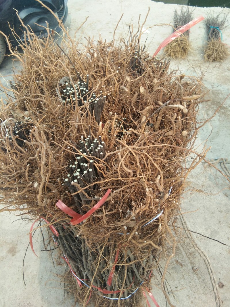 【包邮热卖发大财】蜜脆苹果苗苹果苗新品种9月中旬成熟