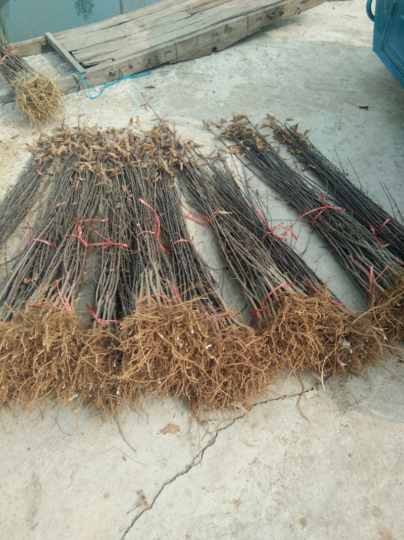 【包邮热卖发大财】蜜脆苹果苗苹果苗新品种9月中旬成熟