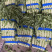 莴笋紫叶香莴笋精品莴笋万亩基地产地直发全国供货