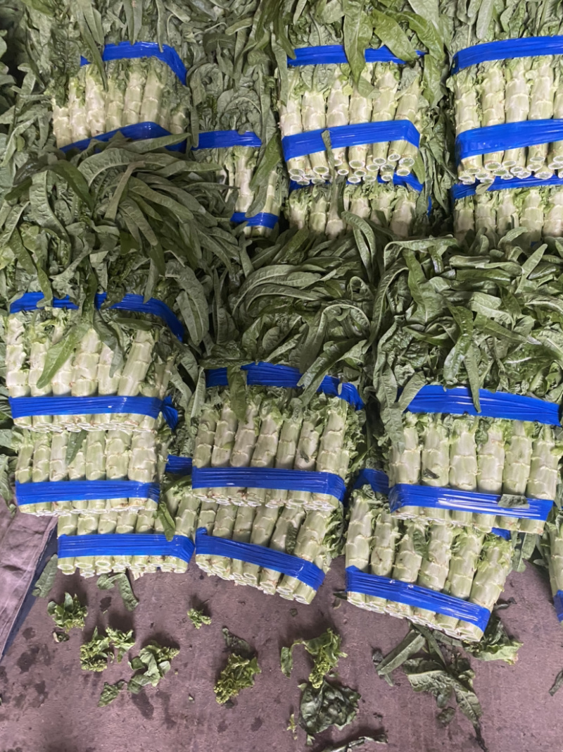 莴笋紫叶香莴笋精品莴笋万亩基地产地直发全国供货