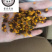 雪菊昆山雪菊实物拍摄！发货如图！保庆药业批发雪菊