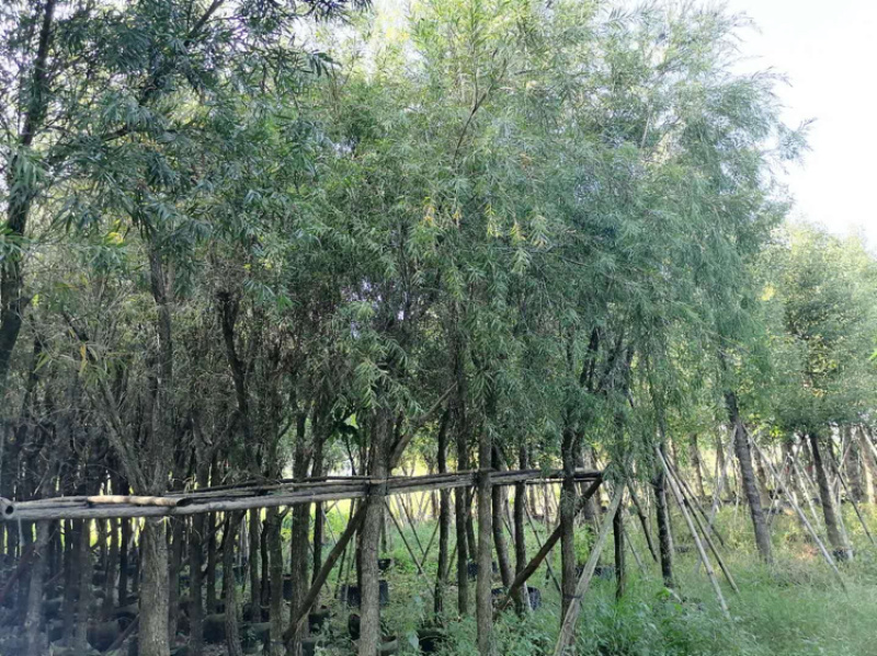 串钱柳8-12公分