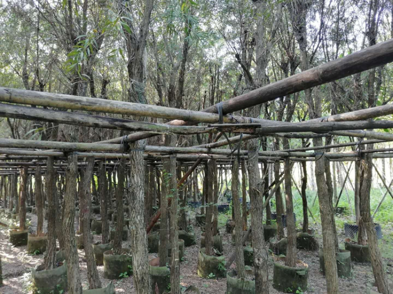 串钱柳8-12公分