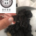 制黄精灸黄精保庆药业批发制黄精实物拍摄