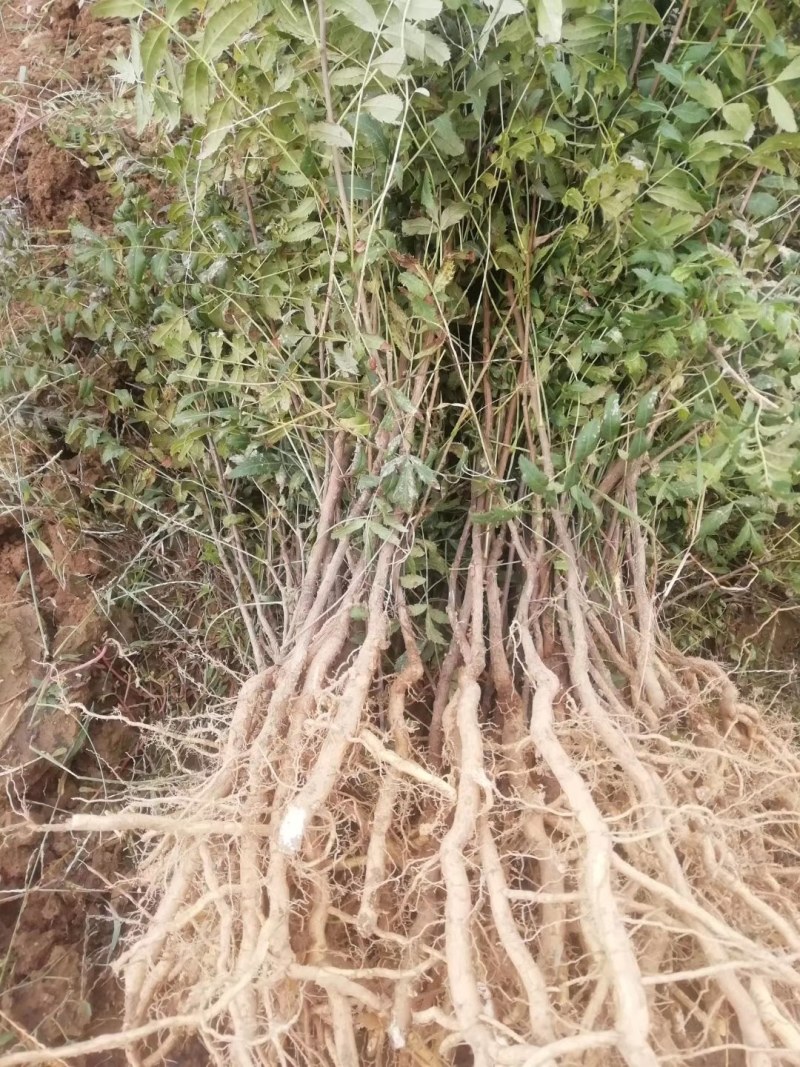荒山绿化二年生文冠果苗