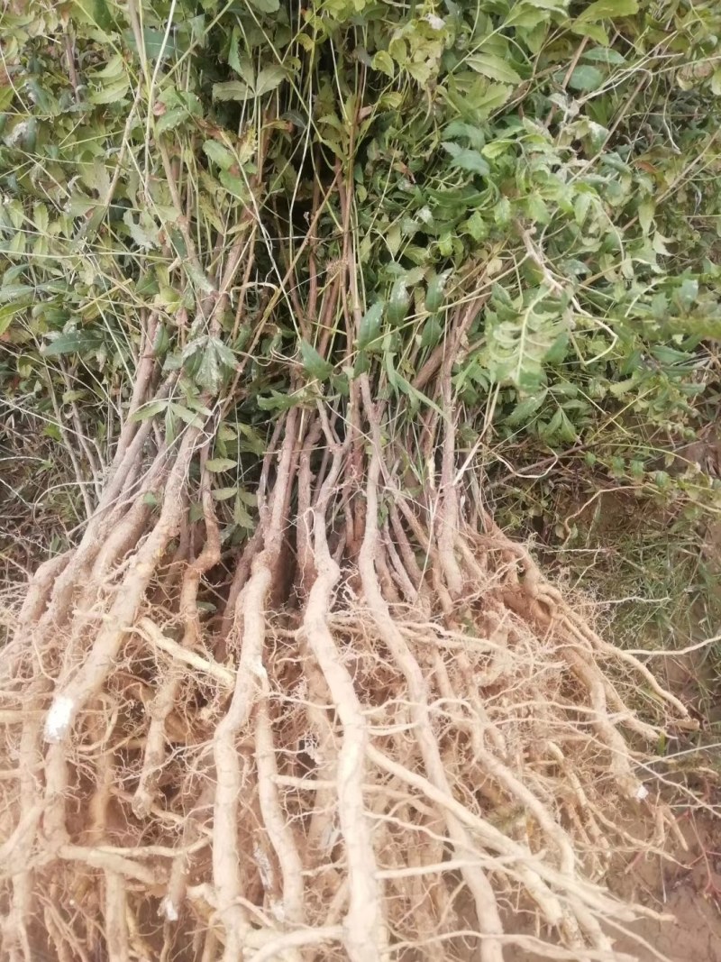 荒山绿化二年生文冠果苗