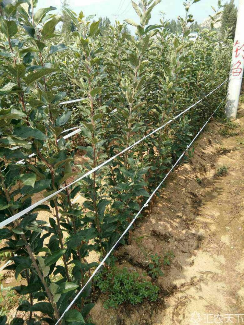 【栽新品种苹果苗】秦脆苹果苗苹果苗新品种阳历9月底成熟的