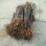 【栽新品种苹果苗】秦脆苹果苗苹果苗新品种阳历9月底成熟的