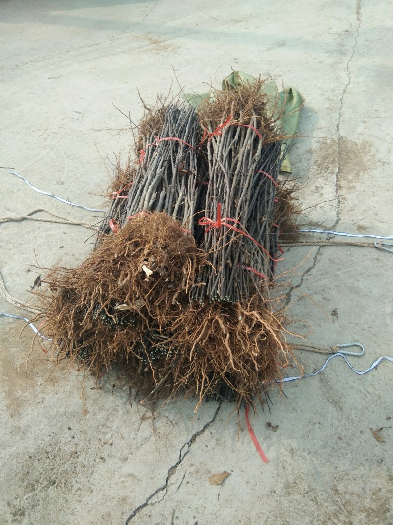 【栽新品种苹果苗】秦脆苹果苗苹果苗新品种阳历9月底成熟的