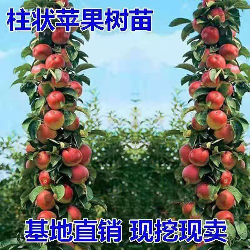 柱状苹果苗、产量高抗病毒性强、适应能力强、基地起苗保湿发