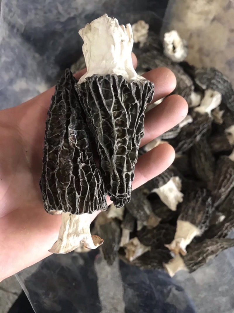 羊肚菌云南林下黑肉羊肚菌