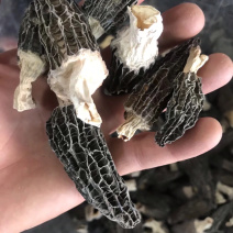 羊肚菌云南林下黑肉羊肚菌
