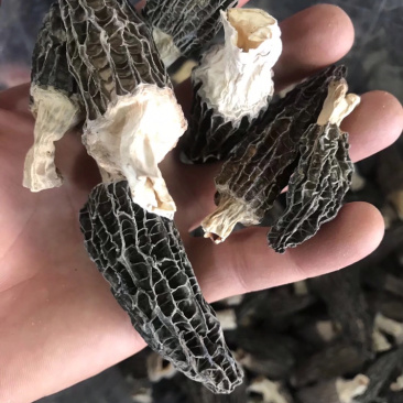 羊肚菌云南林下黑肉羊肚菌