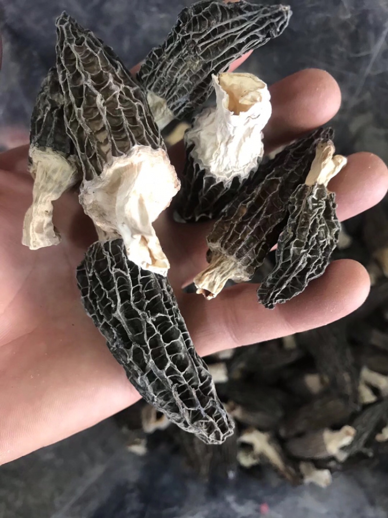 羊肚菌云南林下黑肉羊肚菌