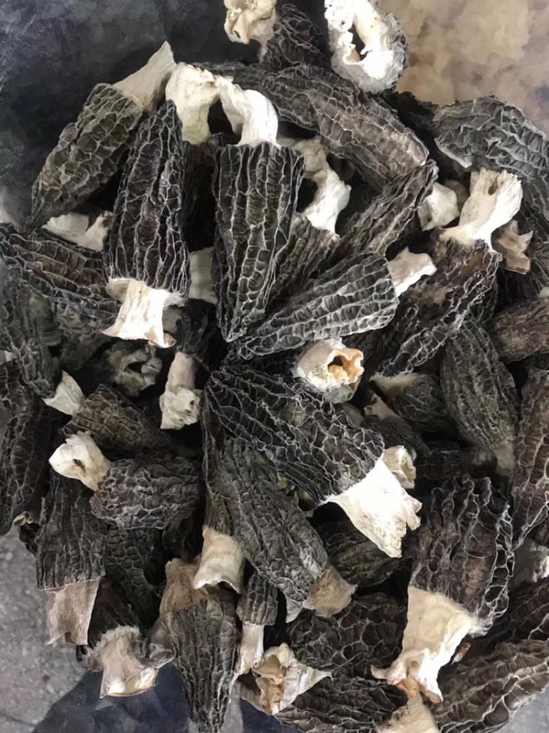羊肚菌云南林下黑肉羊肚菌