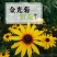金光菊种子四季易种黄金菊多年生草花种子花海庭院花卉种子包