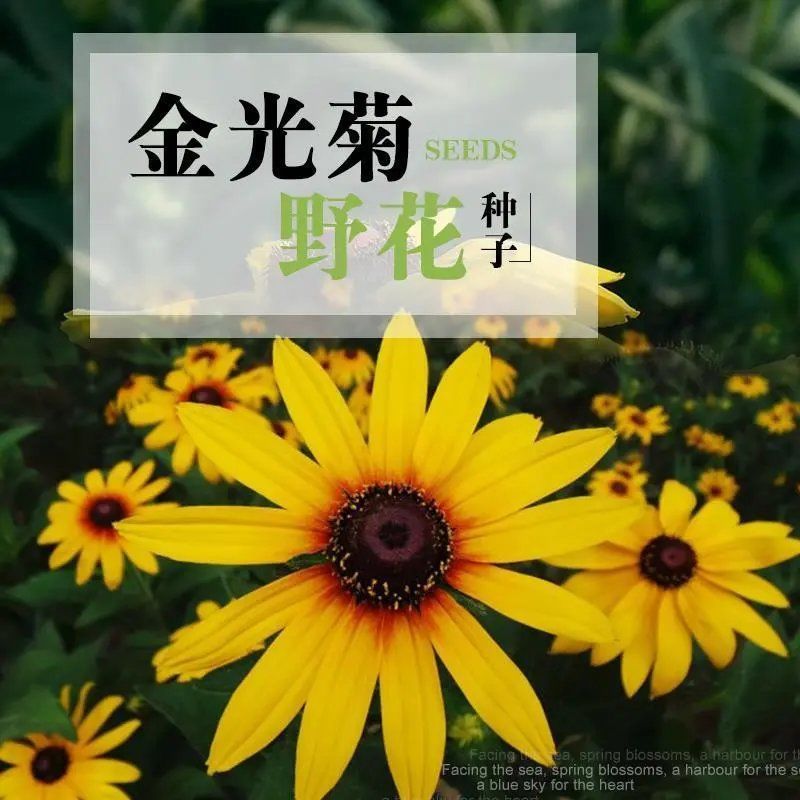 金光菊种子四季易种黄金菊多年生草花种子花海庭院花卉种子包