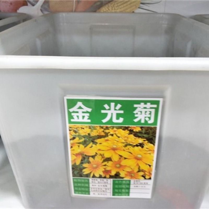 金光菊种子四季易种黄金菊多年生草花种子花海庭院花卉种子包