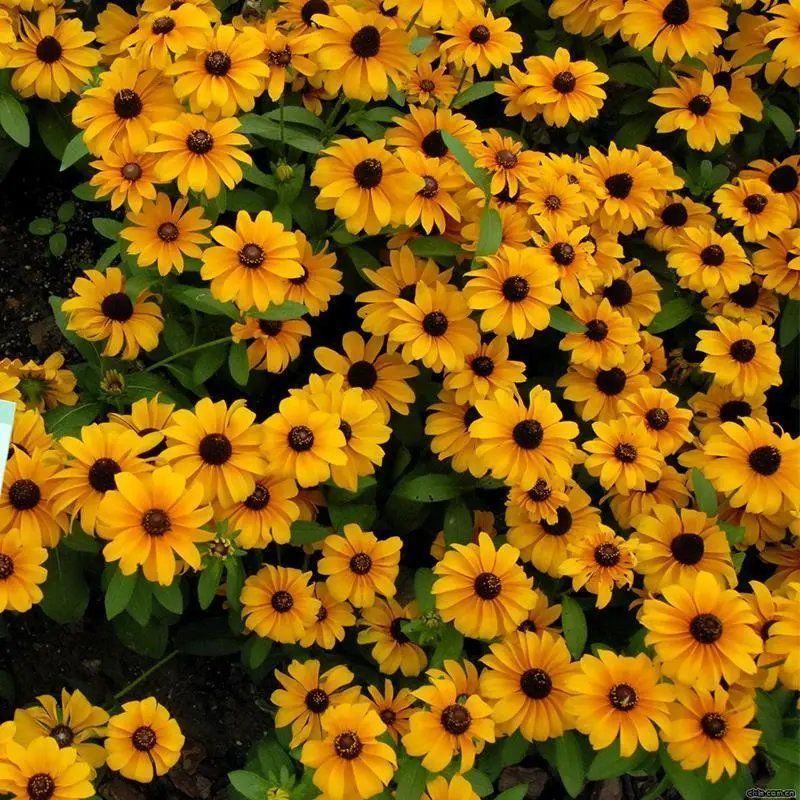 金光菊种子四季易种黄金菊多年生草花种子花海庭院花卉种子包