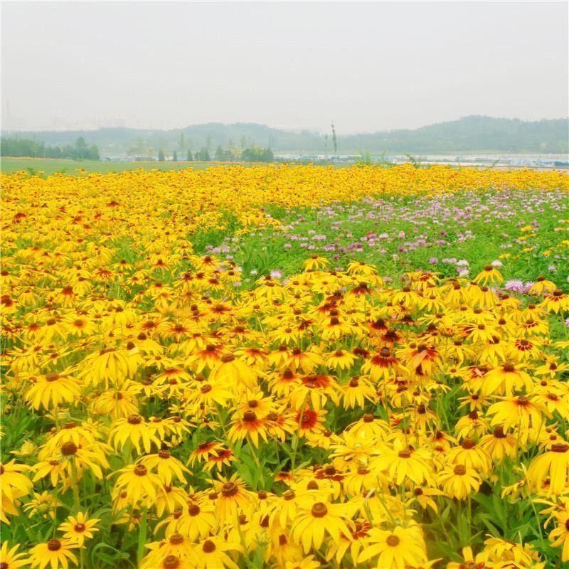 金光菊种子四季易种黄金菊多年生草花种子花海庭院花卉种子包