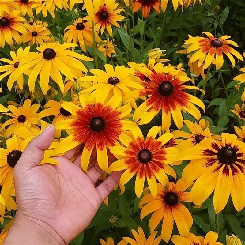 金光菊种子四季易种黄金菊多年生草花种子花海庭院花卉种子包