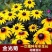 金光菊种子四季易种黄金菊多年生草花种子花海庭院花卉种子包