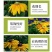 金光菊种子四季易种黄金菊多年生草花种子花海庭院花卉种子包