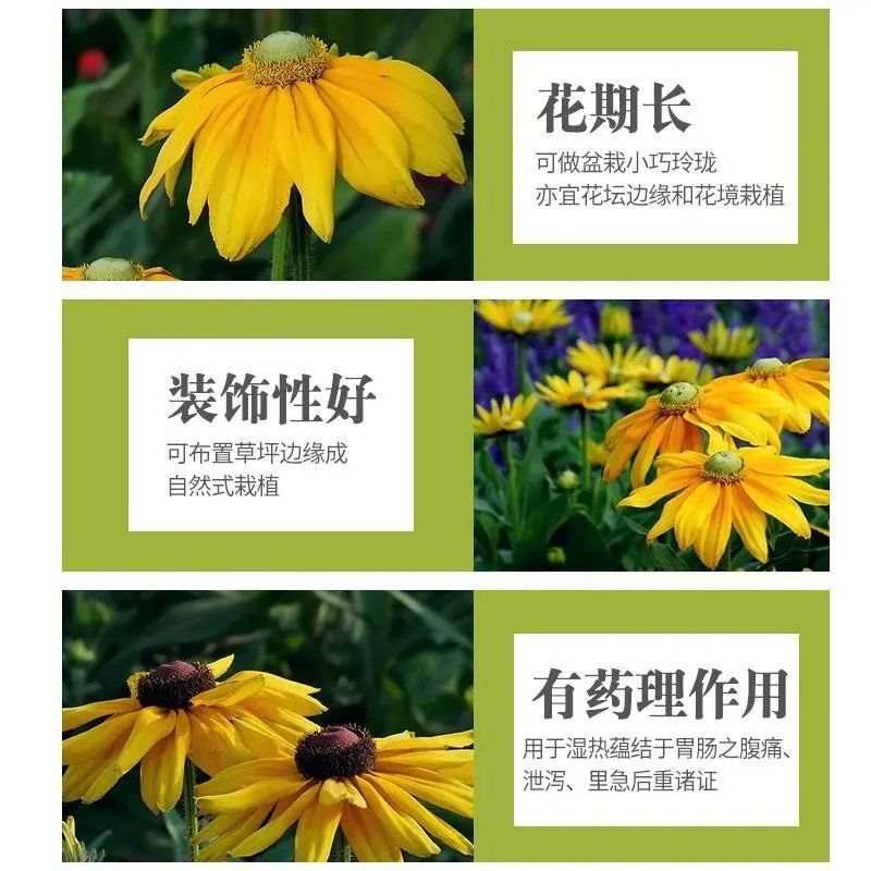 金光菊种子四季易种黄金菊多年生草花种子花海庭院花卉种子包