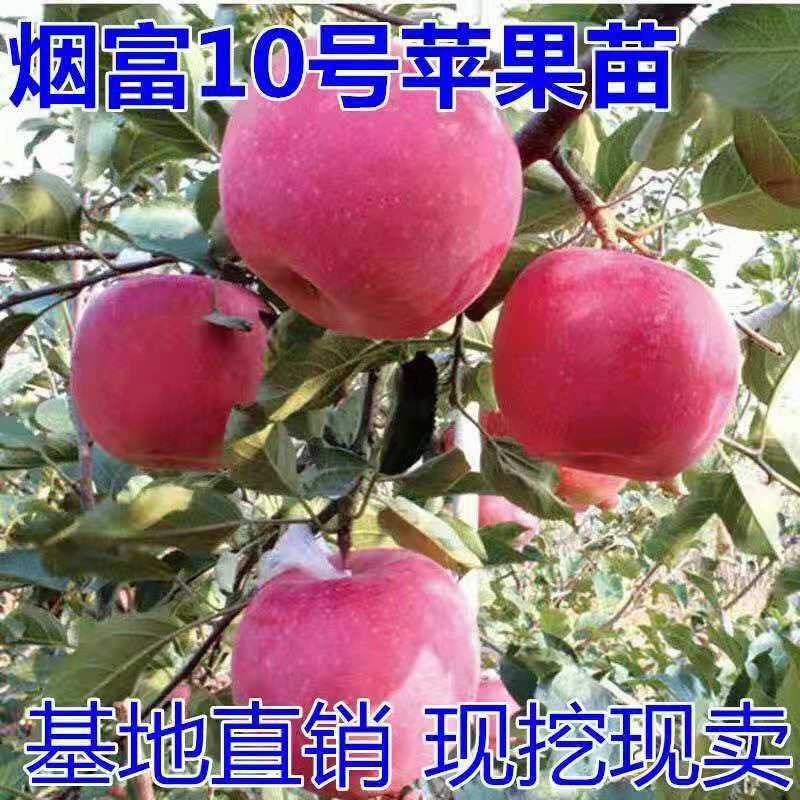 烟富10号苹果苗、产量高抗病毒性强、适应能力强、基地起苗