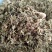 紫花地丁产地直供支持线上交易各种规格承接订单