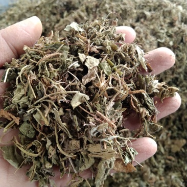 紫花地丁产地直供支持线上交易各种规格承接订单