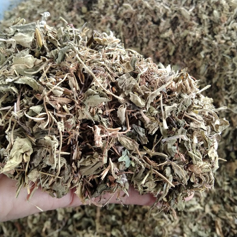 紫花地丁产地直供支持线上交易各种规格承接订单