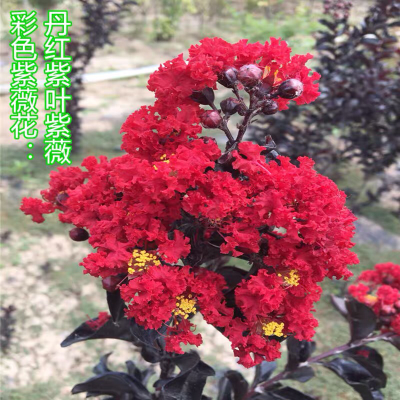 美国丹红紫薇花苗紫薇苗绿化工程苗量大优惠