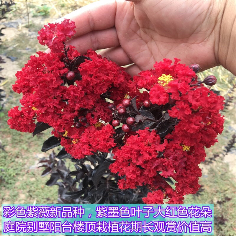 美国丹红紫薇花苗紫薇苗绿化工程苗量大优惠