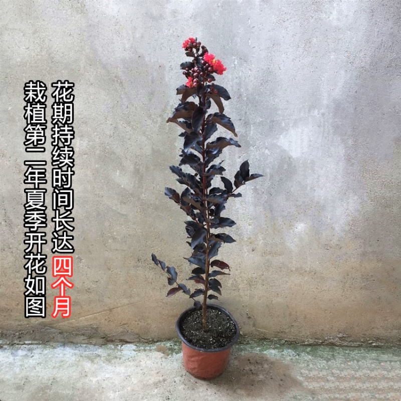美国丹红紫薇花苗紫薇苗绿化工程苗量大优惠
