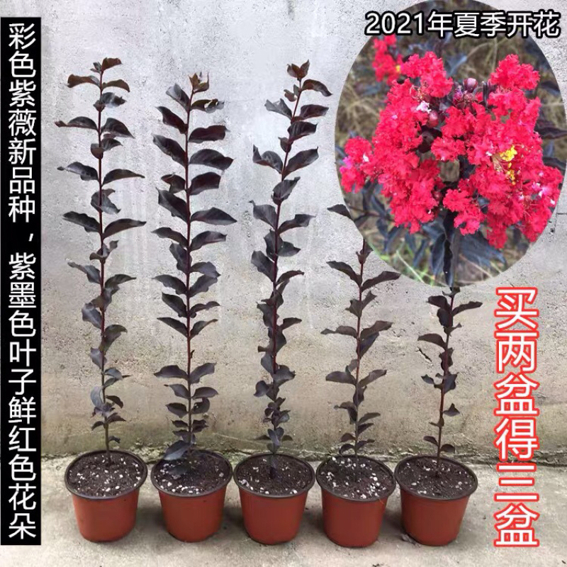 美国丹红紫薇花苗紫薇苗绿化工程苗量大优惠