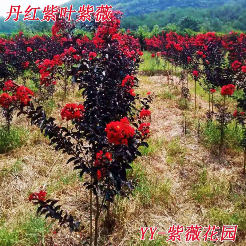 美国丹红紫薇花苗紫薇苗绿化工程苗量大优惠