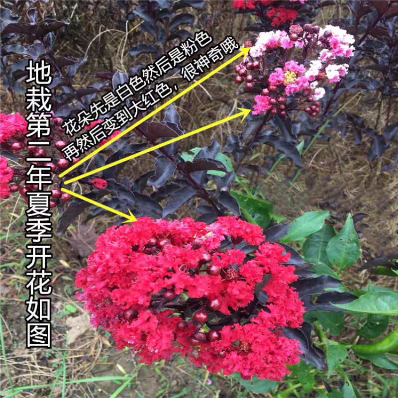 美国丹红紫薇花苗紫薇苗绿化工程苗量大优惠