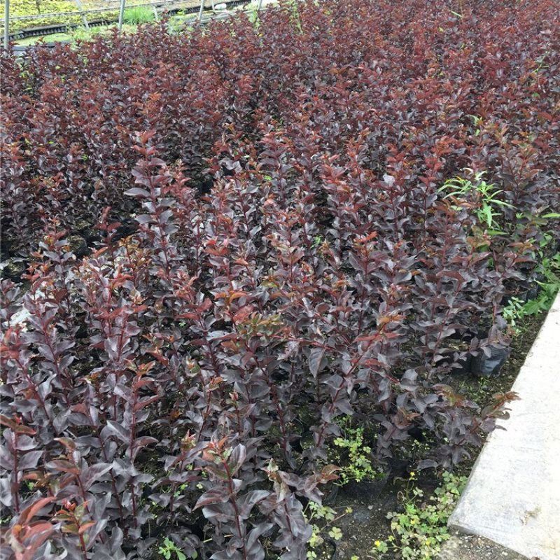 美国丹红紫薇花苗紫薇苗绿化工程苗量大优惠