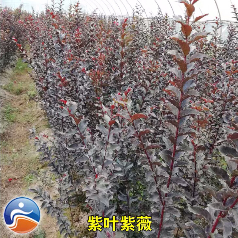 美国丹红紫薇花苗紫薇苗绿化工程苗量大优惠