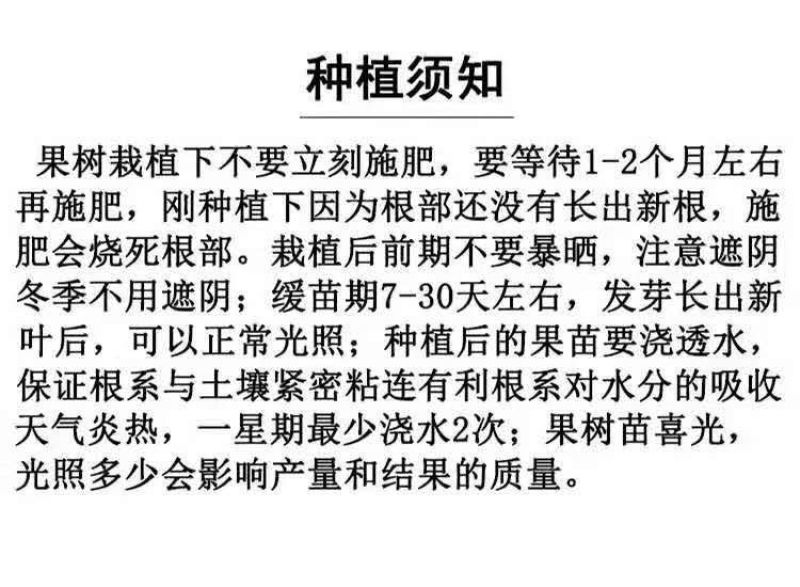 烟富8号苹果苗、产量高抗病毒性强、适应能力强、基地起苗