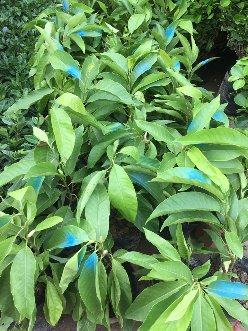 白兰花盆栽黄兰花卉植物黄果兰室内玉兰树苗黄角兰四季开花
