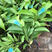 白兰花盆栽黄兰花卉植物黄果兰室内玉兰树苗黄角兰四季开花