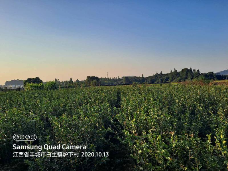 【自家合作社供货可实地看货】江西长林系油茶杯苗证件齐全