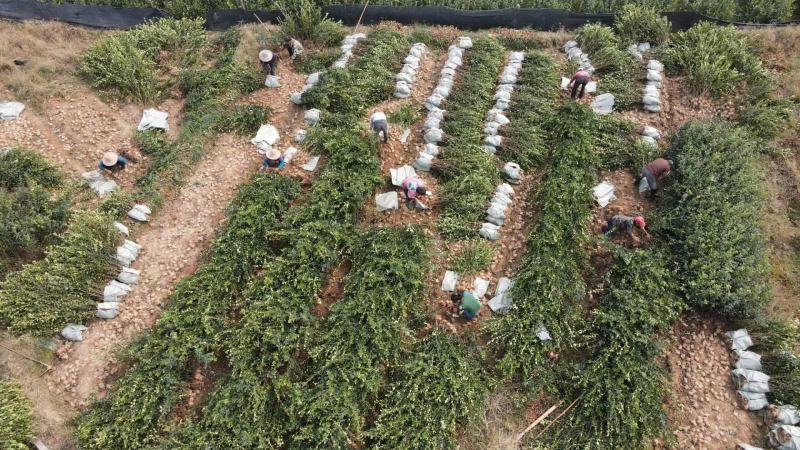 【自家合作社供货可实地看货】江西长林系油茶杯苗证件齐全