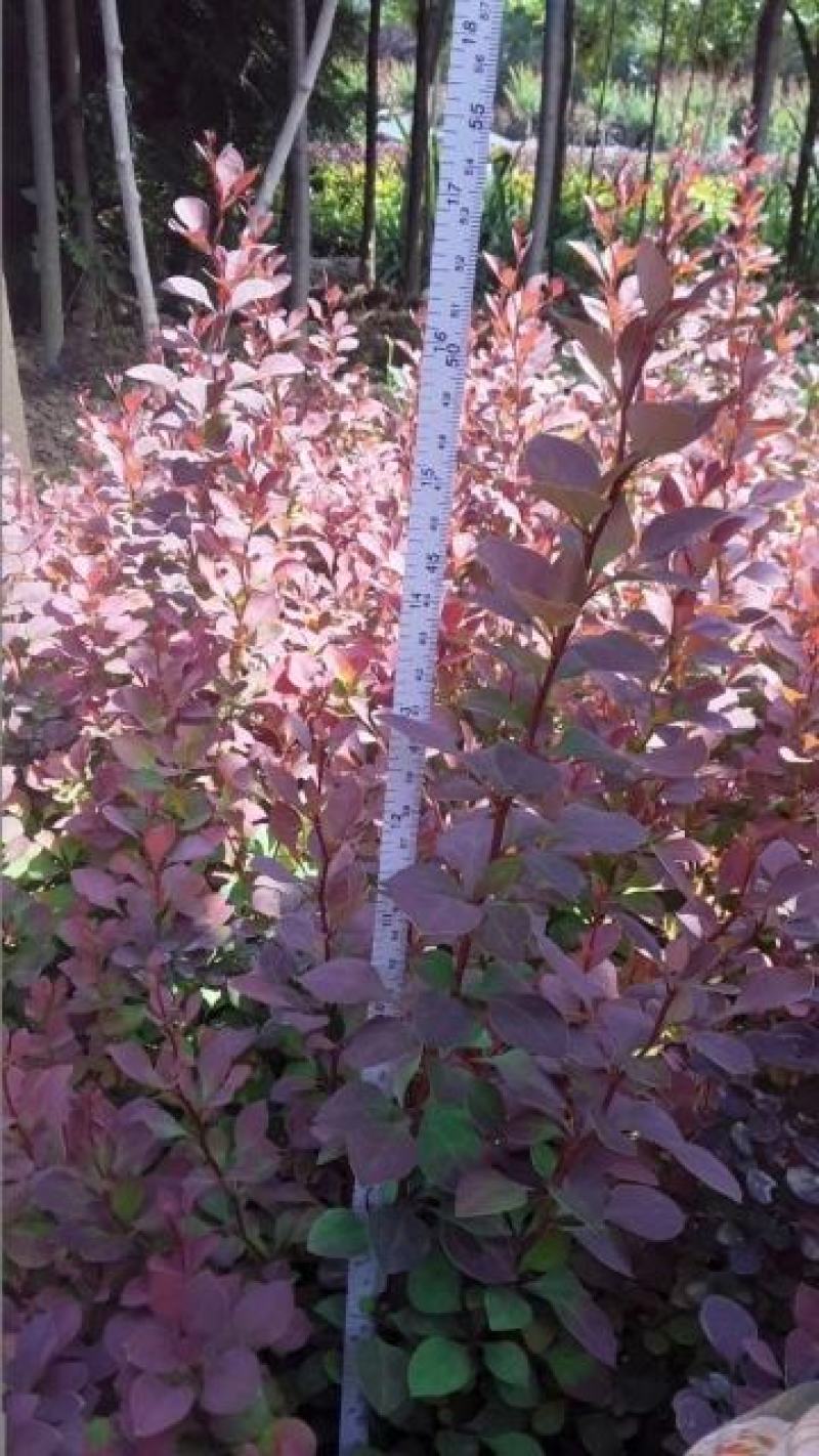 绿化工程树苗庭院植物红叶小檗苗紫叶小檗苗绿篱笆苗