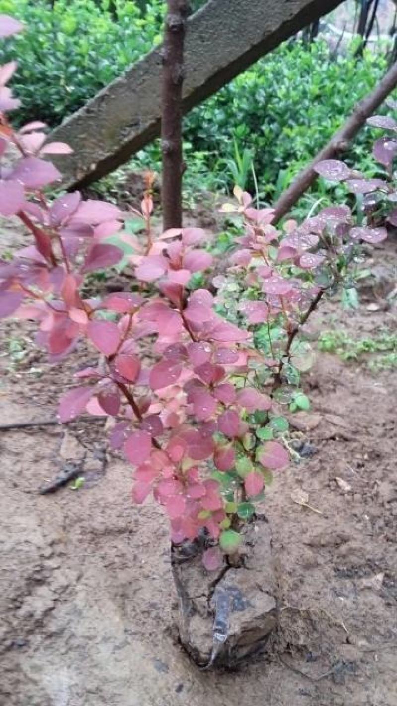 绿化工程树苗庭院植物红叶小檗苗紫叶小檗苗绿篱笆苗