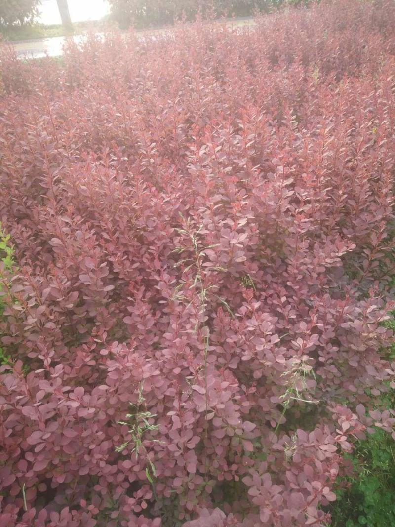 绿化工程树苗庭院植物红叶小檗苗紫叶小檗苗绿篱笆苗