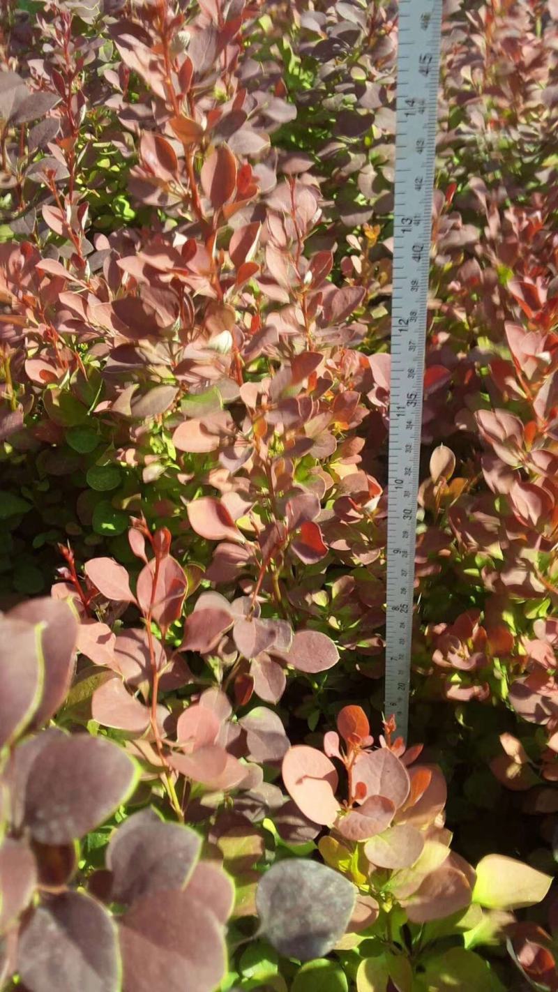 绿化工程树苗庭院植物红叶小檗苗紫叶小檗苗绿篱笆苗