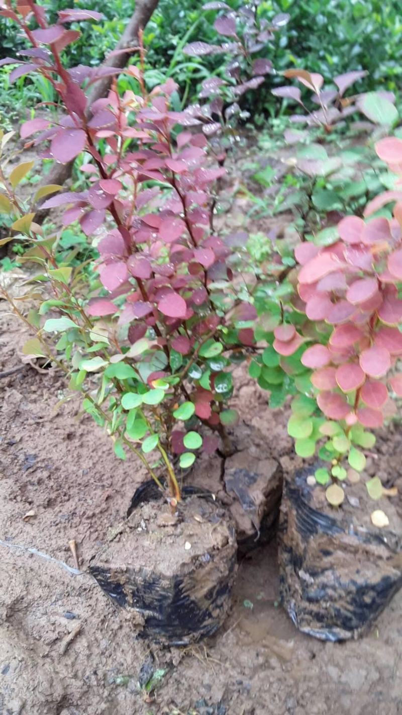 绿化工程树苗庭院植物红叶小檗苗紫叶小檗苗绿篱笆苗
